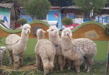 alpacas mejoradas